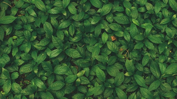 Leaves Veins Plant Wallpaper