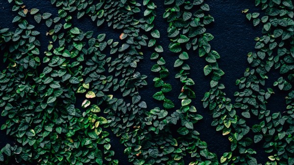 Leaves Wall Green Wallpaper