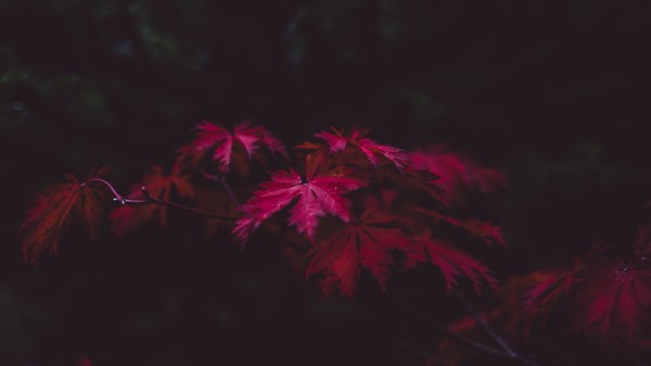 Leaves Wood Black Wallpaper