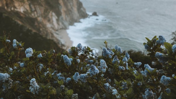 Lilac Flowers Sea Wallpaper