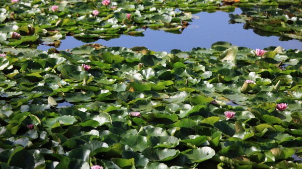 Lilies Leaves Mud Water Lot Wallpaper