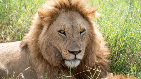 Lion Predator Muzzle Wallpaper