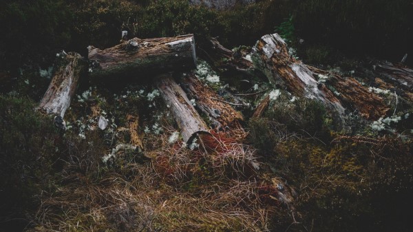 Logs Grass Moss Wallpaper