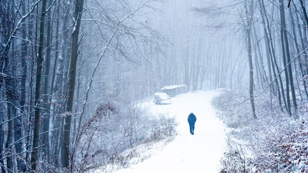 Lonely Loneliness Forest Wallpaper