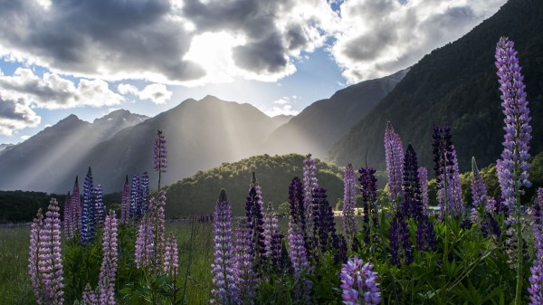 Lupine Flowers Mountains Wallpaper