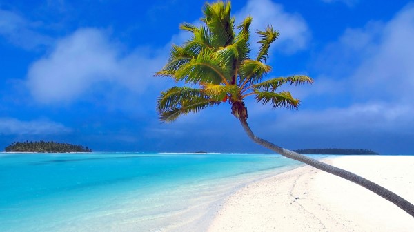 Maldives Beach Palm Trees Sand Sea Wallpaper