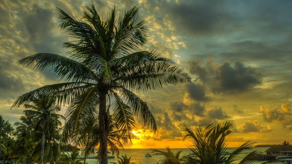 Maldives Palms Trees Shadow Sea Ocean Beach Hdr Wallpaper