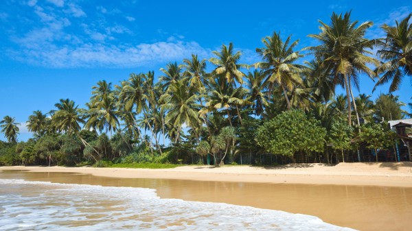 Maldives Tropical Beach Palm Trees Wallpaper