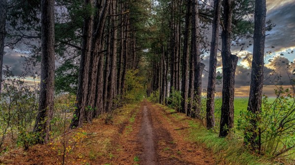 Man Made Path Wallpaper Wallpaper