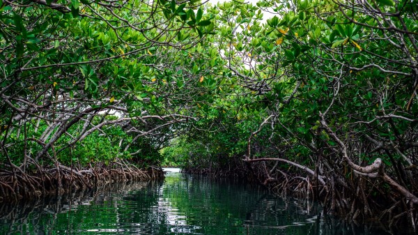 Mangroves Bushes Water Sea Oken Puerto Rico The United States wallpaper