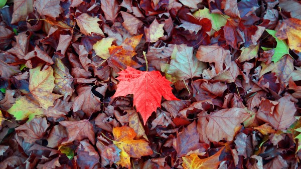 Maple Autumn Leaves Fallen Wallpaper