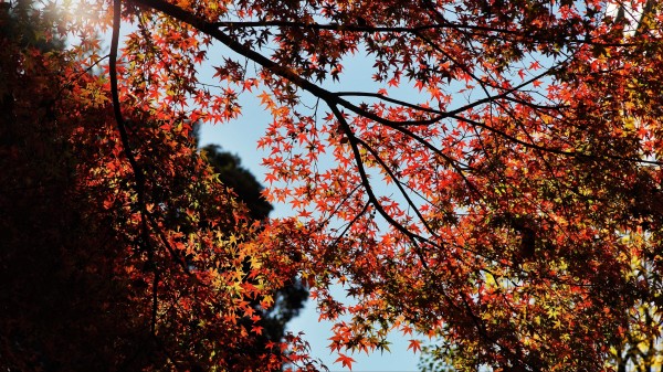Maple Autumn Trees Wallpaper