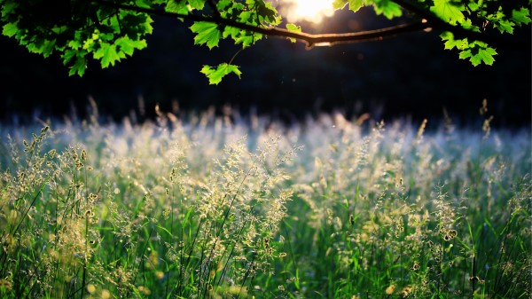 Maple Branch Leaves Grass Ears Sun Ligh Wallpaper