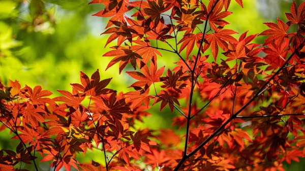 Maple Branch Leaves Wallpaper