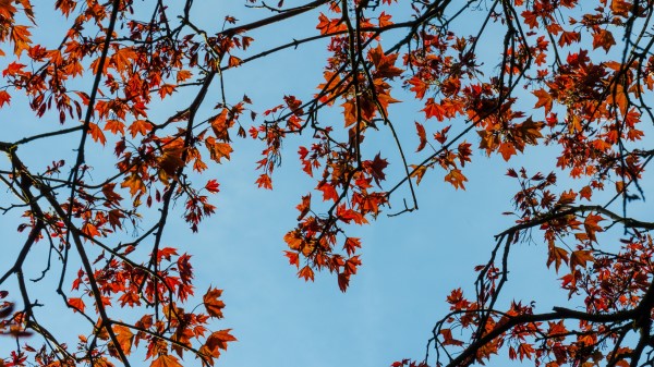 Maple Branches Leaves Image Wallpaper