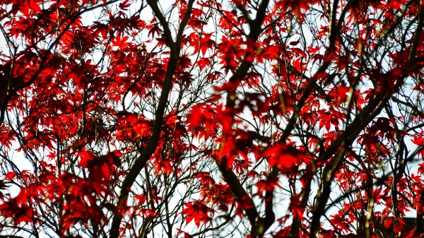 Maple Branches Leaves Wallpaper