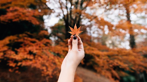 Maple Leaf Autumn Hand Wallpaper