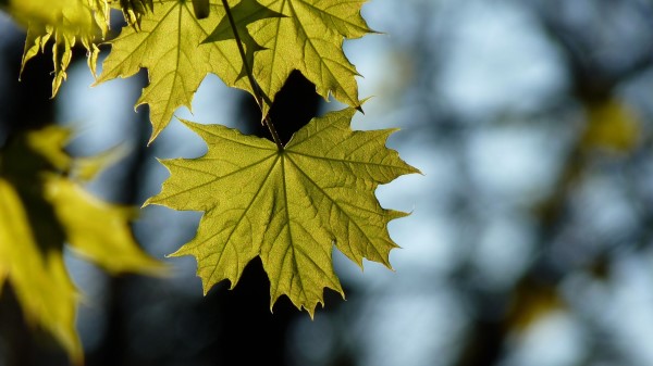 Maple Leaf Blur Wallpaper