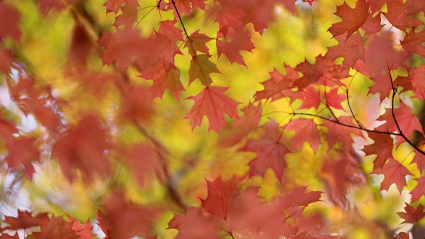 Maple Leaf Ultra Hd Wallpaper Wallpaper