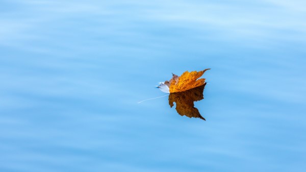 Maple Leaf Water Wallpaper