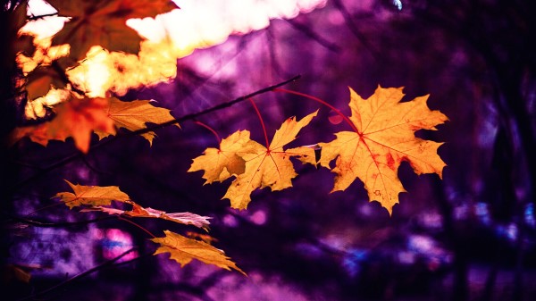 Maple Leaves Autumn Wallpaper