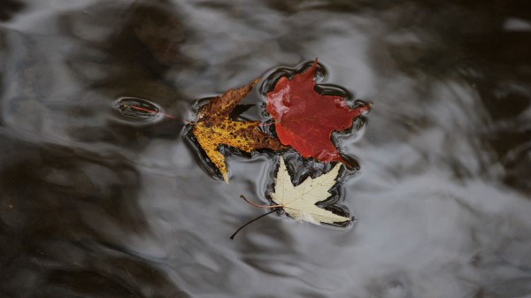 Maple Leaves Autumn Water Wallpaper