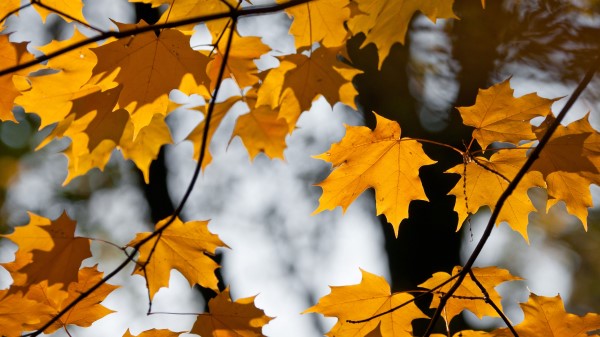 Maple Leaves Branches Image Wallpaper