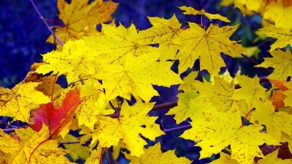 Maple Leaves Fall Fallen Yellow Wallpaper