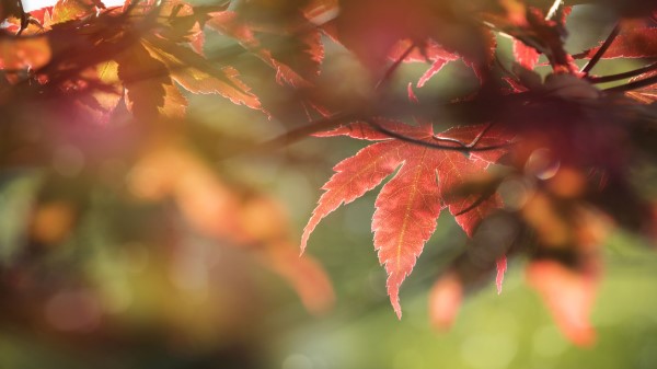 Maple Leaves Macro Wallpaper