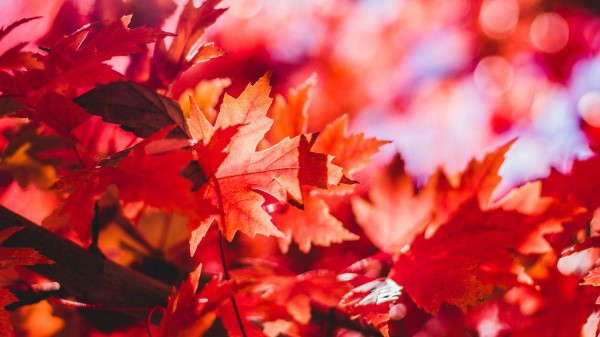 Maple Leaves Reflections Wallpaper