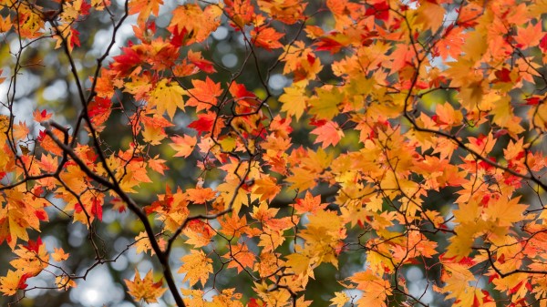Maple Leaves Tree Wallpaper