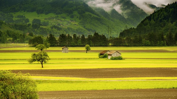 Meadow Grass Trees Sky Wallpaper