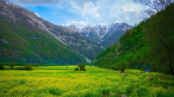Meadow Mountains Flowers Wallpaper