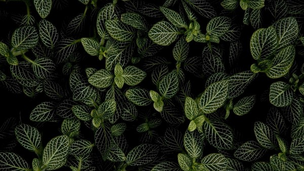 Mint Leaves Aerial View Wallpaper
