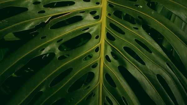 Monstera Plant Green Wallpaper