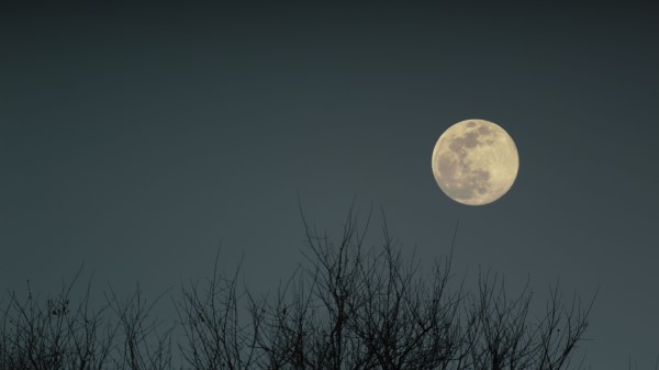 Moon Branches Bushes Wallpaper