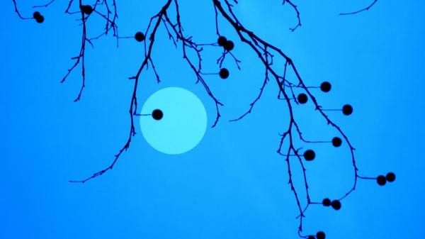 Moon Branches Fruits Wallpaper