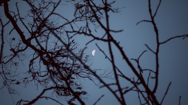 Moon Branches Sunset wallpaper