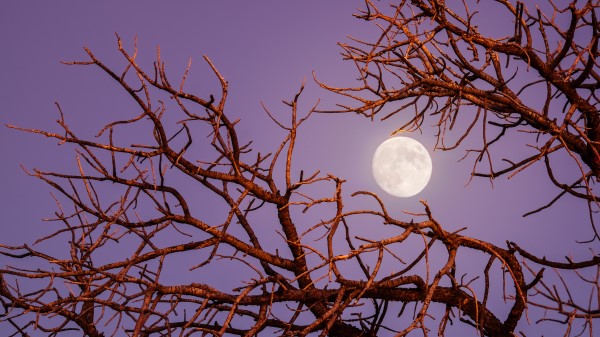 Moon Branches Tree Image Wallpaper