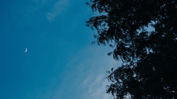 Moon Branches Tree Wallpaper