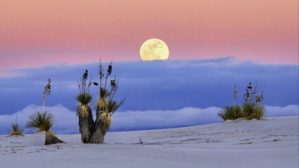 Moon Desert Palm Tree Wallpaper