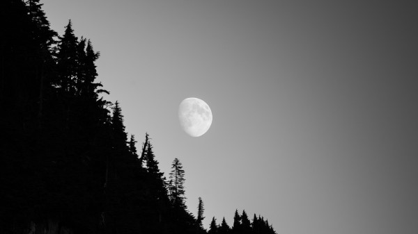 Moon Forest Trees Wallpaper