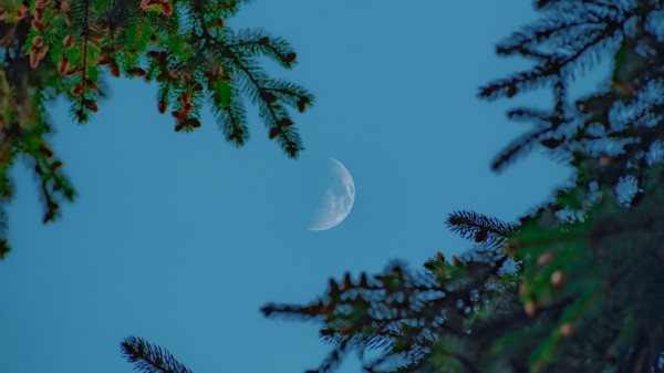 Moon Sky Branches Wallpaper