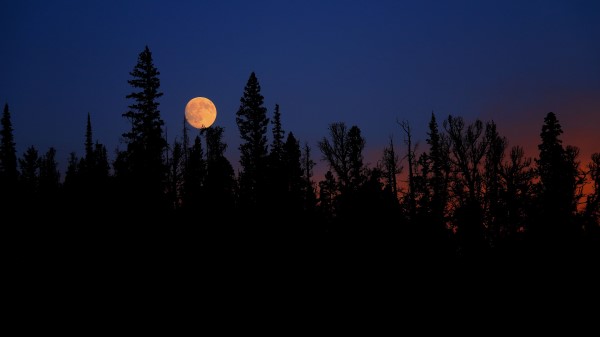 Moon Spruce Trees Wallpaper