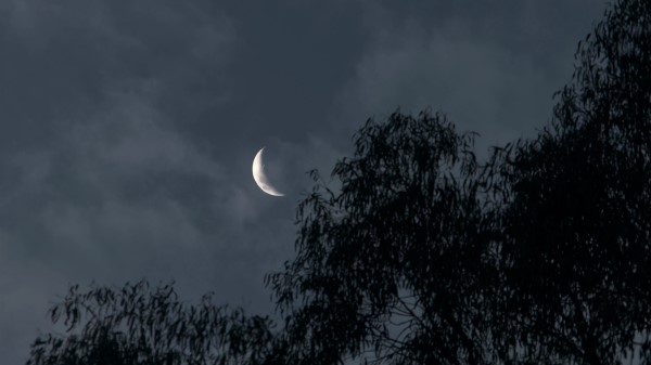 Moon Trees Branches Image Wallpaper