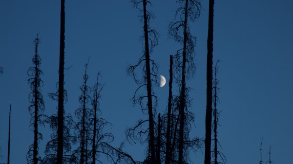 Moon Trees Branches Wallpaper