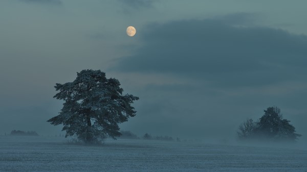 Moon Trees Bushes Wallpaper