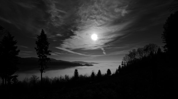 Moon Trees Bw Wallpaper