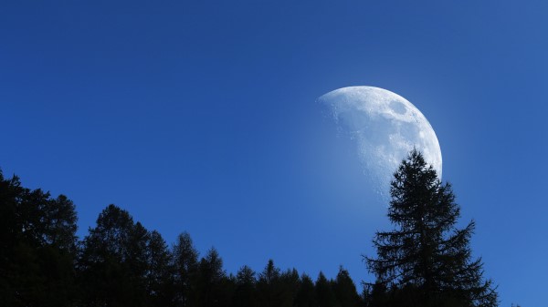 Moon Trees Sky Wallpaper