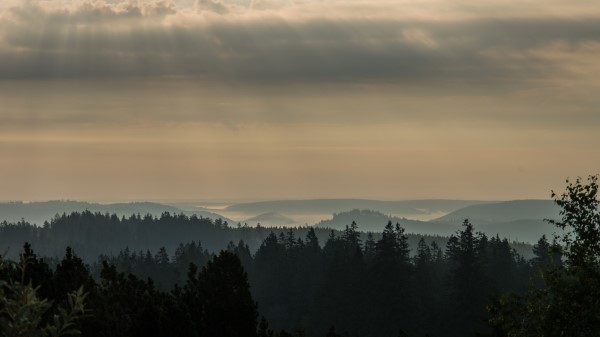 Morning Forest Horizon Wallpaper